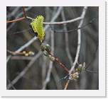 sierraazul33 * First buds of the year. * 732 x 667 * (118KB)