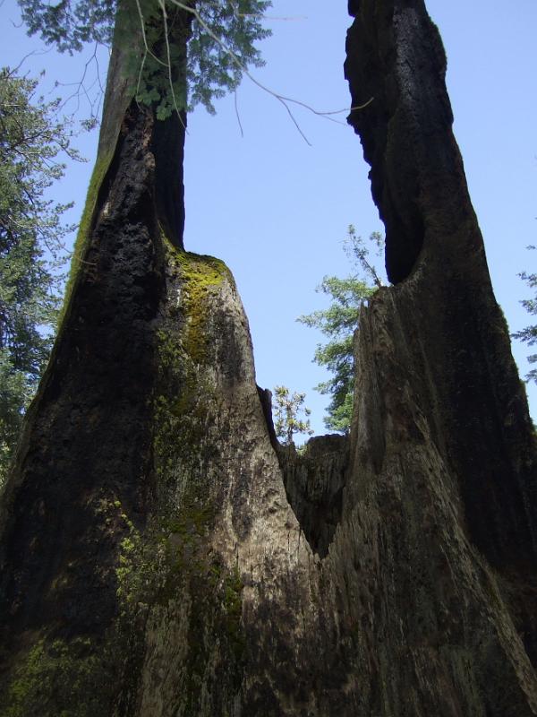 yosemite2010_245.JPG - Another view of the dead tree.