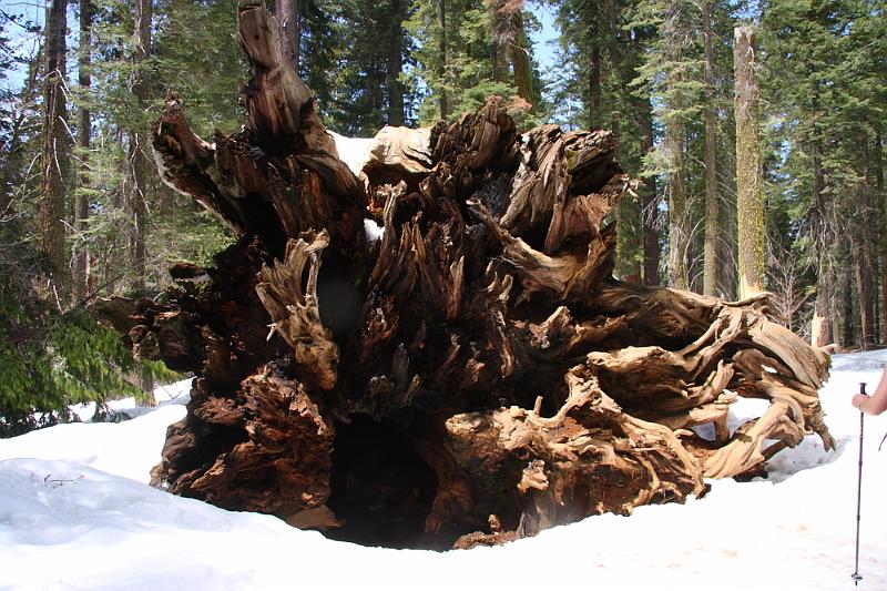 yosemite2010_252.JPG - Big tree.