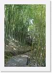 hakone1_before * Before picture of Bamboo in Hakone Gardens * 2592 x 3888 * (13.77MB)