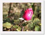 100_0316 * 2592 x 1944 * (1.07MB)
