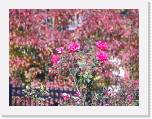 100b0361 * 2592 x 1944 * (1.28MB)