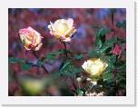 100b0370 * 2592 x 1944 * (902KB)