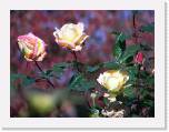 100b0371 * 2592 x 1944 * (890KB)